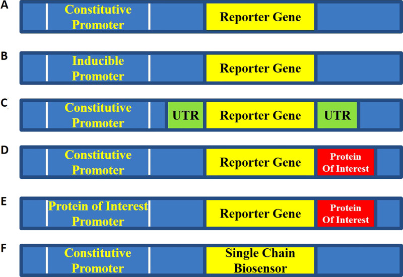 Typical configurations of genetically encoded imaging reporters. A, Constitutive reporter. The reporter is under the control of a constitutive promoter such as simian virus 40, chicken β-actin, or cytomegalovirus promoter. This design is most often utilized for cell tracking or trafficking experiments. B, Regulated transcriptional reporter. This design is utilized to monitor promoter activity in various cell types under various stimuli. Control constructs such as (A) or constructs with empty promoter regions are required to demonstrate specificity of signal induction. C, Translational or posttranscriptional reporters. The untranslated region (UTR) of interest is included either upstream or downstream of the reporter under the control of a constitutive promoter. Constructs such as (A) or mutated UTR are required to demonstrate specificity of signal change. D, Posttranscriptional reporters. The reporter gene is fused to a protein of interest typically through a glycine-serine linker region. As the protein of interest is degraded or trafficked, the reporter is concomitantly degraded or trafficked through the cell. Key controls involve fusing to a mutated form of the protein of interest that is no longer degraded or appropriately trafficked through the cell. E, Feedback-regulated reporter. In this case, the fusion reporter from (D) is also controlled by the promoter of the gene of interest. The feedback-regulated dynamics of degradation and synthesis can then be studied. F, Biosensor. A modified luciferase or fluorophore that changes either brightness or spectral output in response to changes in the local environment is developed. This construct is placed under the control of a constitutive promoter. Constructs such as (A) or modified biosensors with point mutations no longer capable of sensing environmental changes are required to demonstrate specificity.