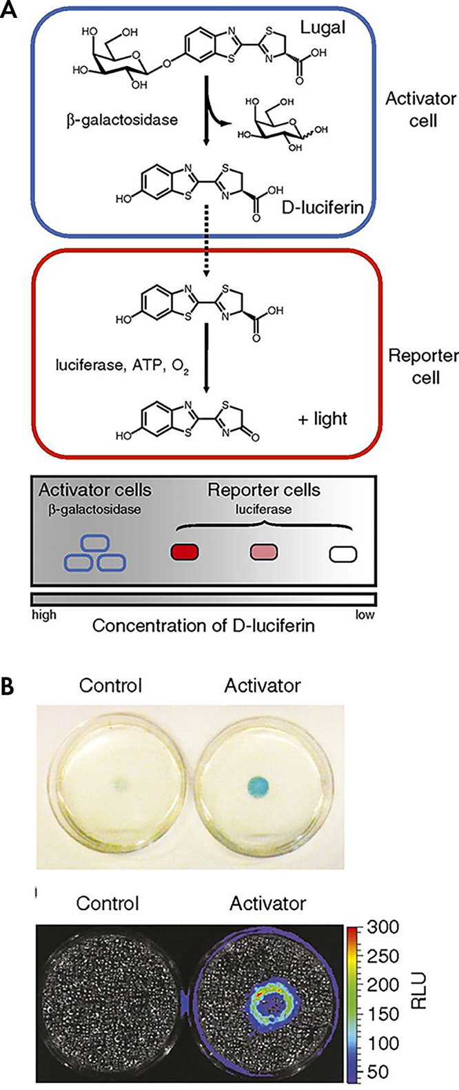 Dual enzyme–activated proximity sensor. A, Activator cells (expressing β-galactosidase) catalyze the cleavage of lugal, ultimately releasing d-luciferin. The liberated substrate enters nearby reporter cells, where it is used by luciferase to produce light. B, Reporter cells surrounding either control (left) or activator (right) cells were incubated with X-gal (5-bromo-4-chloro-3-indolyl-β-d-galactopyranoside) for 4 hours and imaged. The blue color correlates with β-gal activity. Representative bioluminescence image of cocultures after 48 hours of incubation and subsequent incubation with lugal. Each dish was incubated with lugal (100 μg/mL) for 1 hour before image acquisition. (Reprinted, with permission, from reference 53.) ATP = adenosine triphosphate, RLU = relative light units.