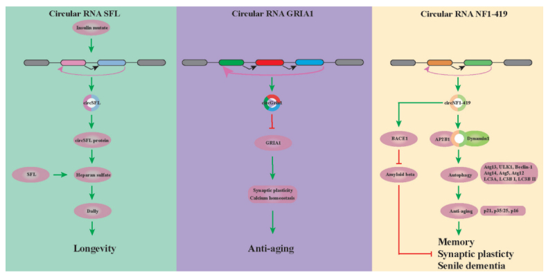 Fig. (2)