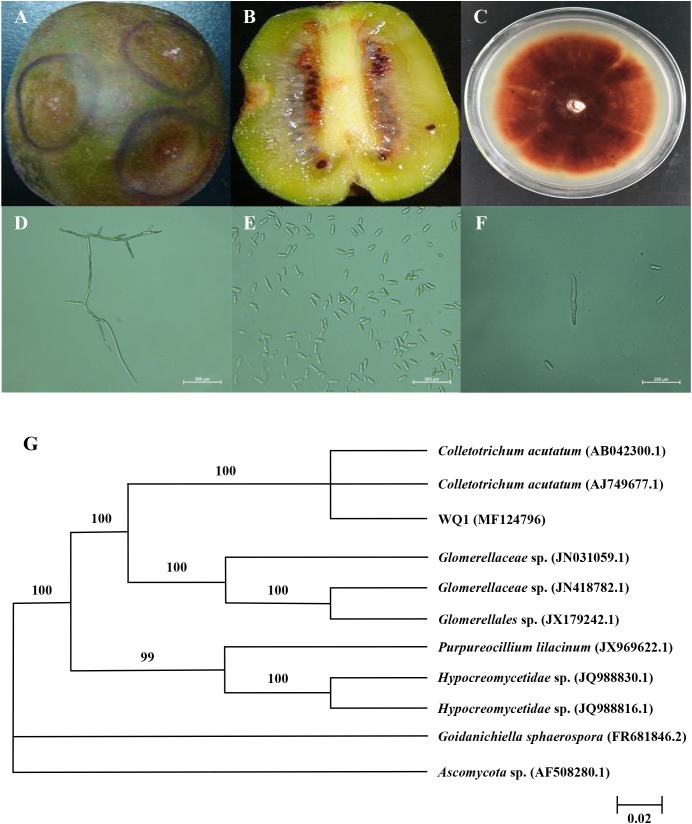 FIGURE 1