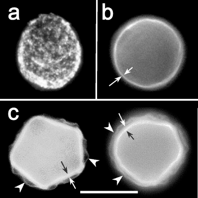 FIG. 5.