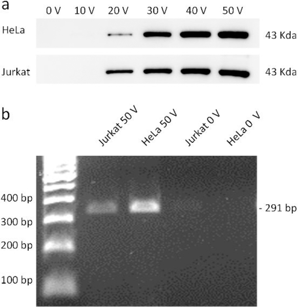 Fig 6.