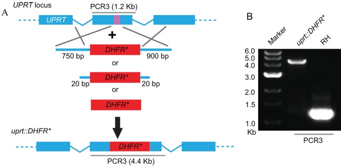 FIG 3 