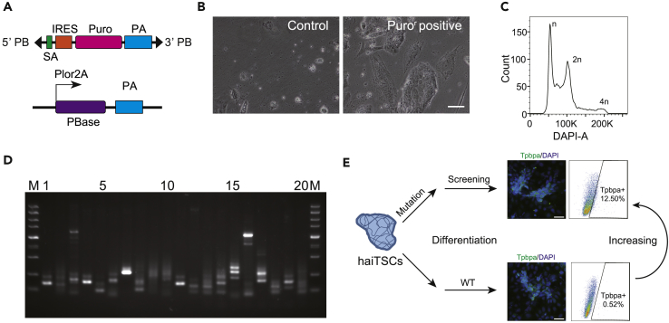 Figure 4