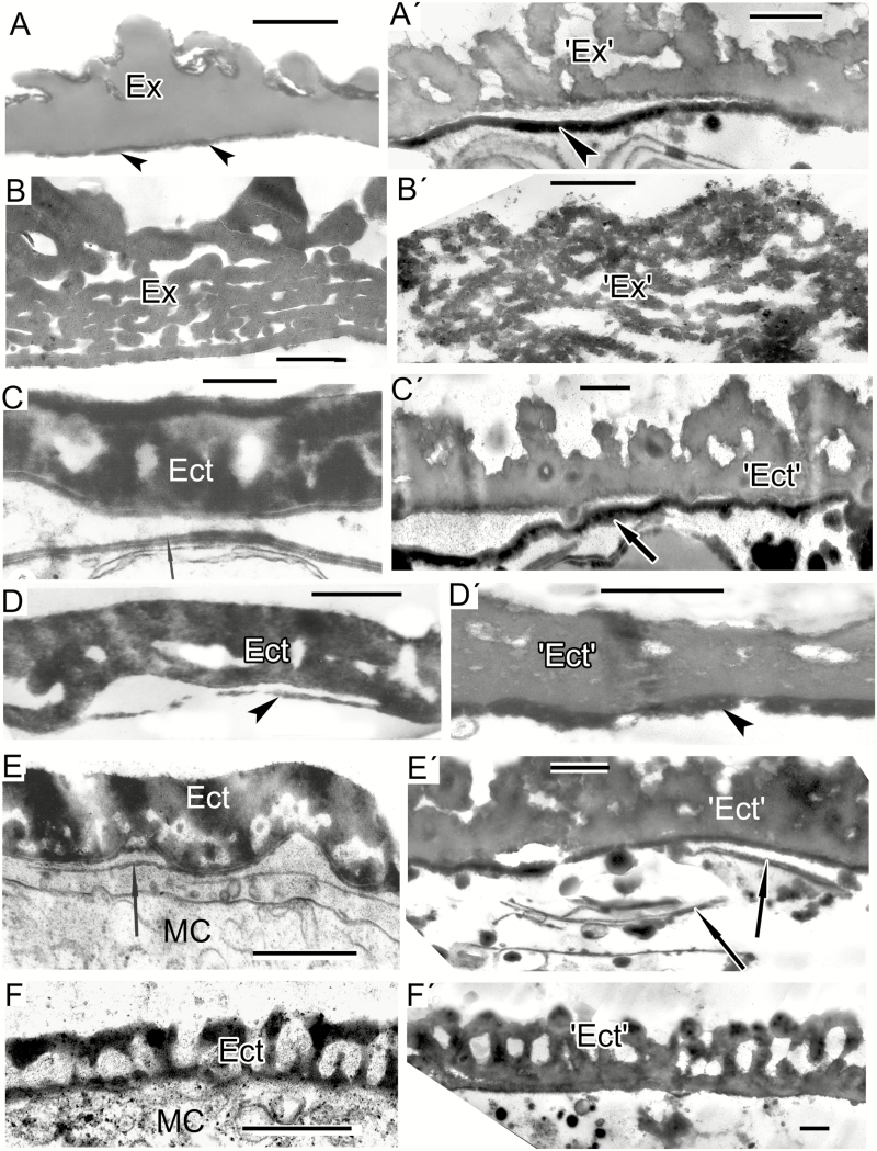 Fig. 5.