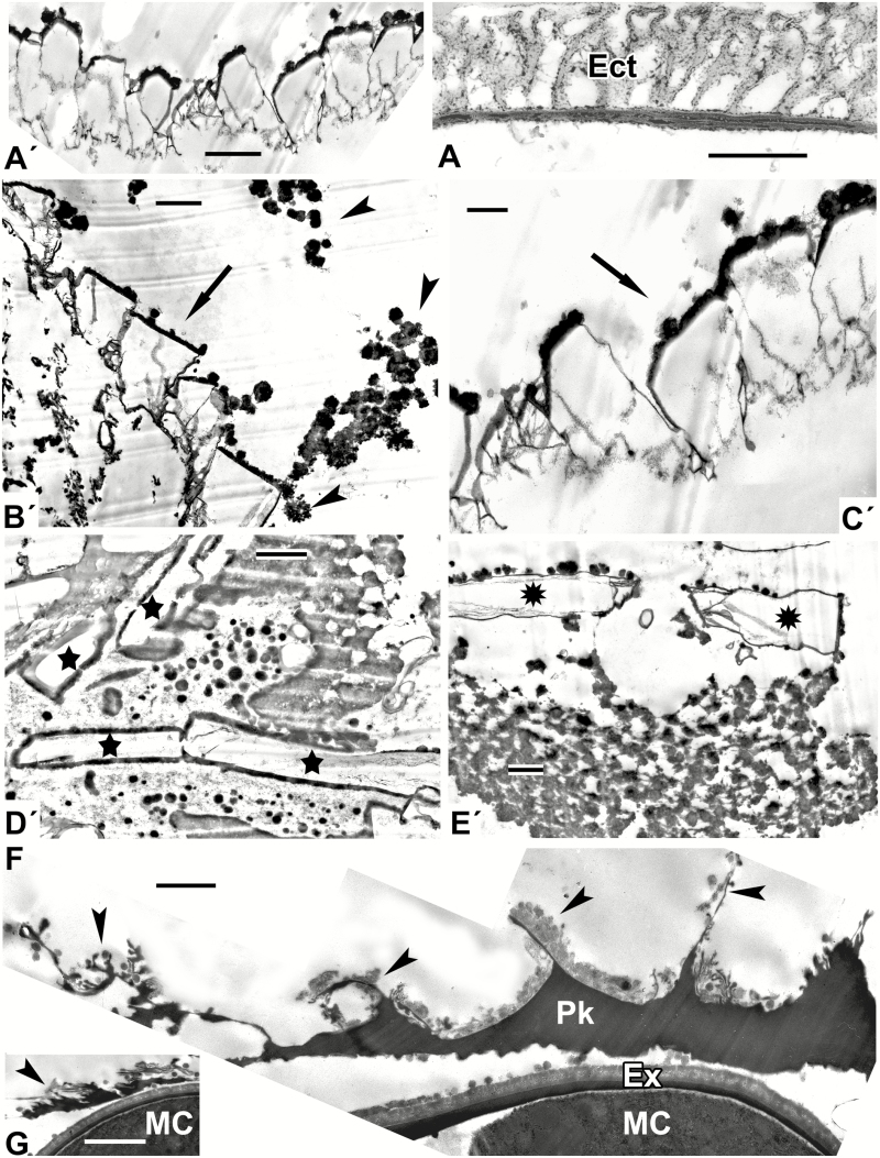 Fig. 6.