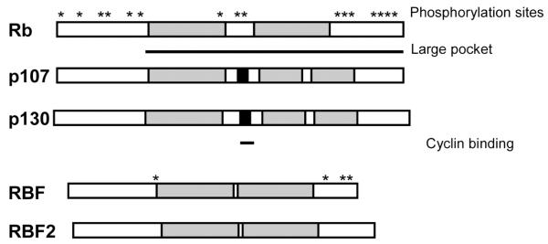 Fig. (1)