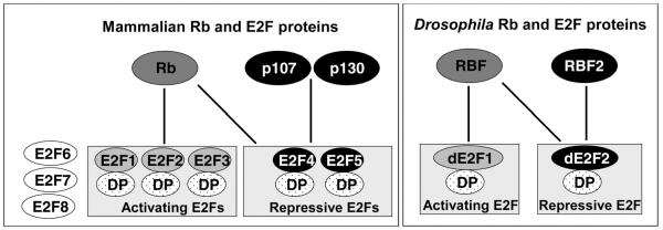 Fig. (2)