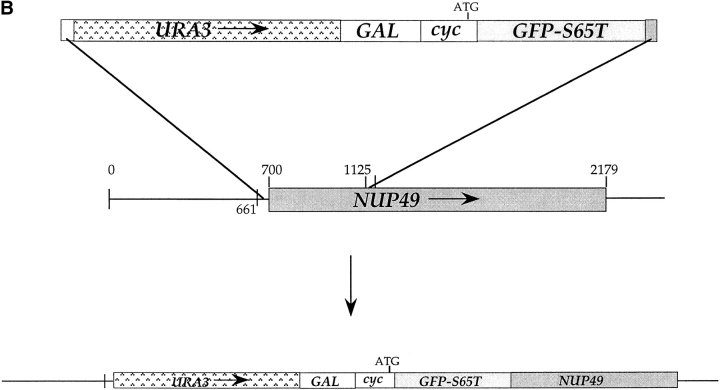 Figure 8