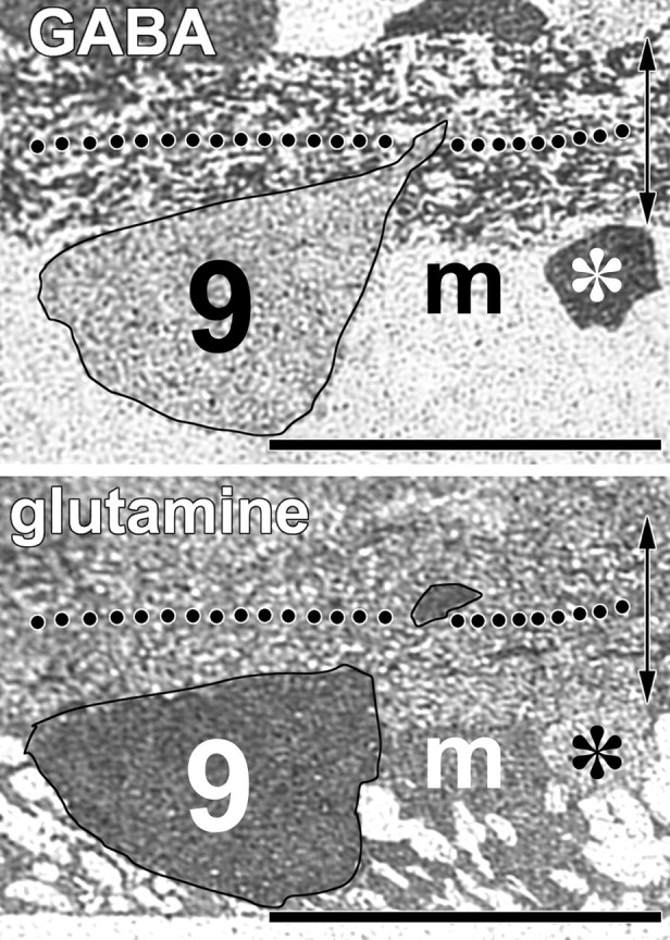 Fig. 11.