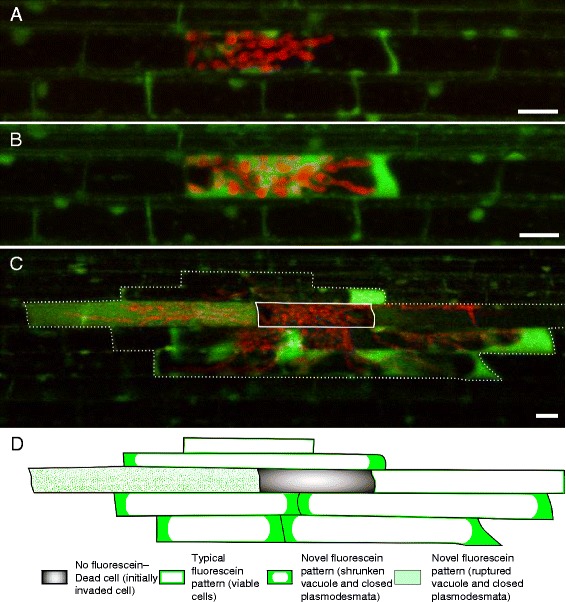 Fig. 4