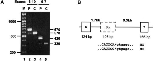 Figure  2