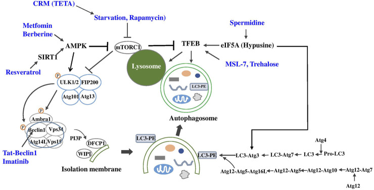 FIGURE 2