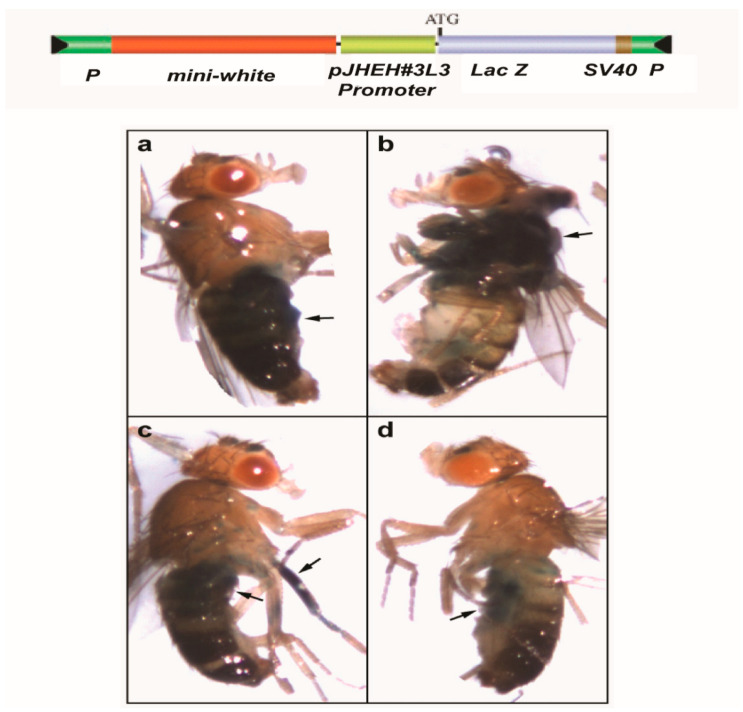 Figure 12