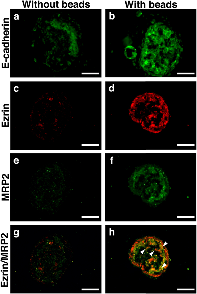 Fig. 3