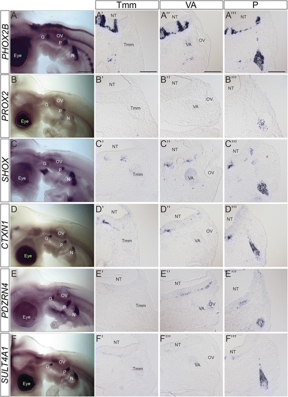 Fig. 8