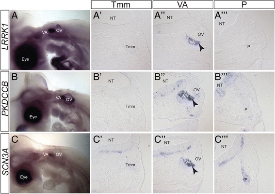 Fig. 7