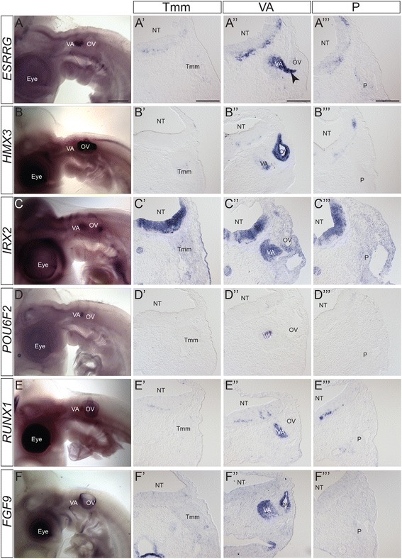 Fig. 6