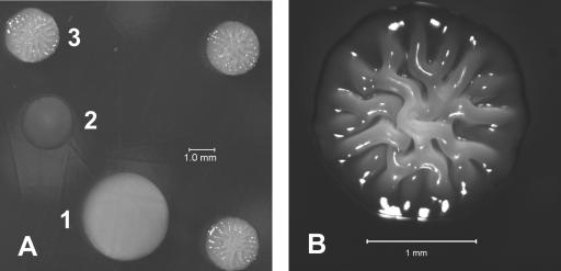 FIG. 2.