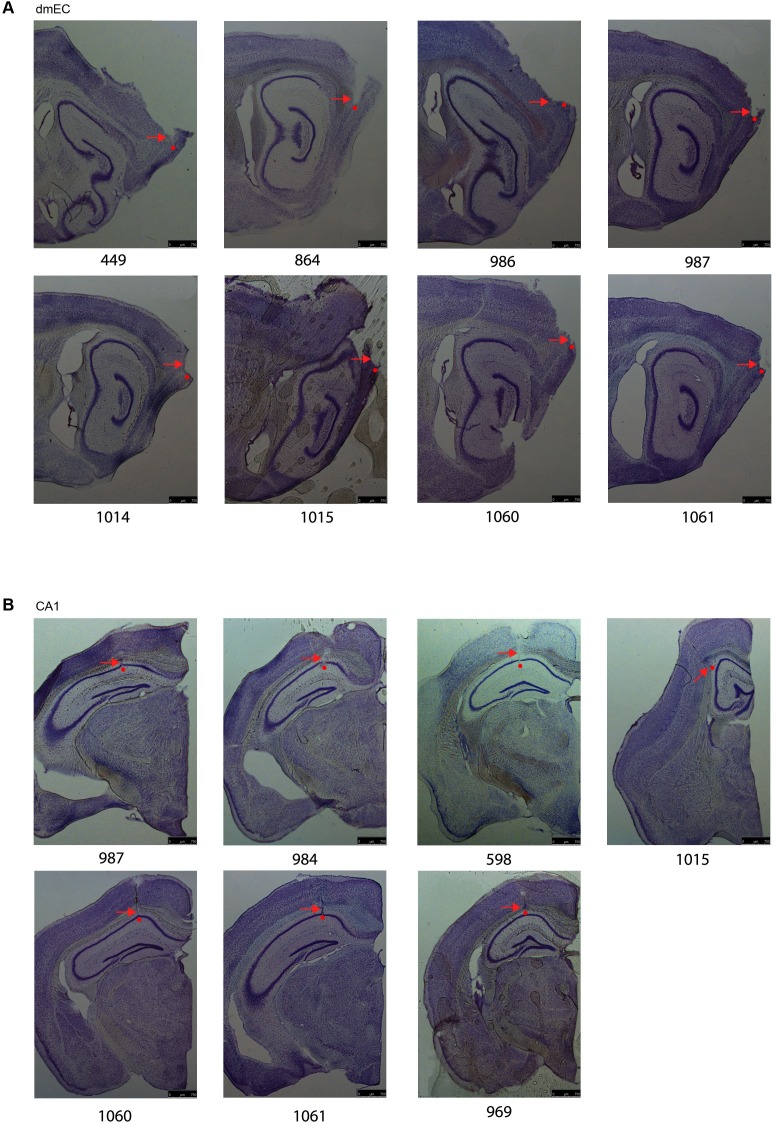 Figure 1—figure supplement 3.