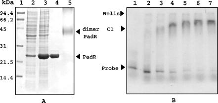 FIG. 5.