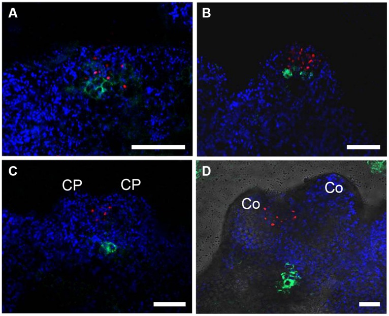 FIGURE 2