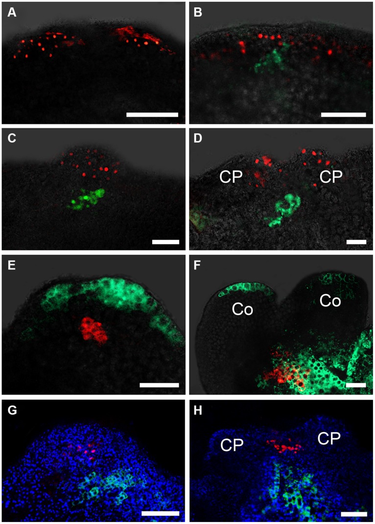 FIGURE 4