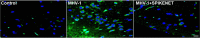 Fig. 11