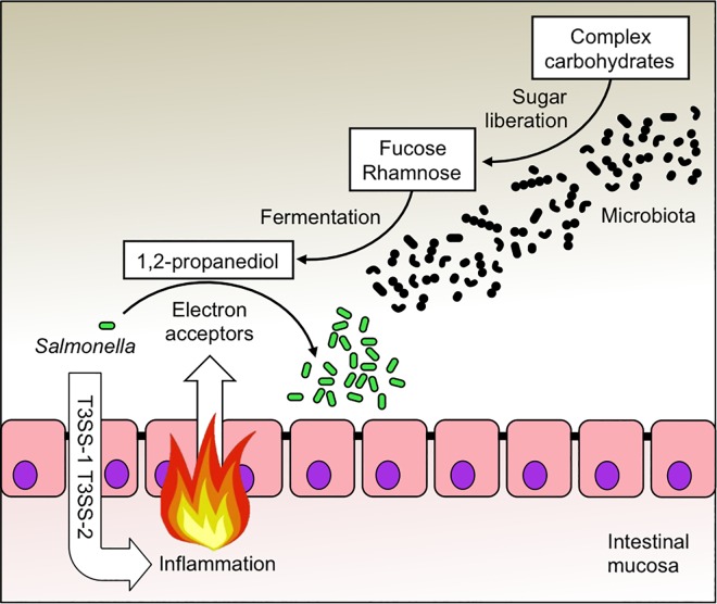 Fig 5