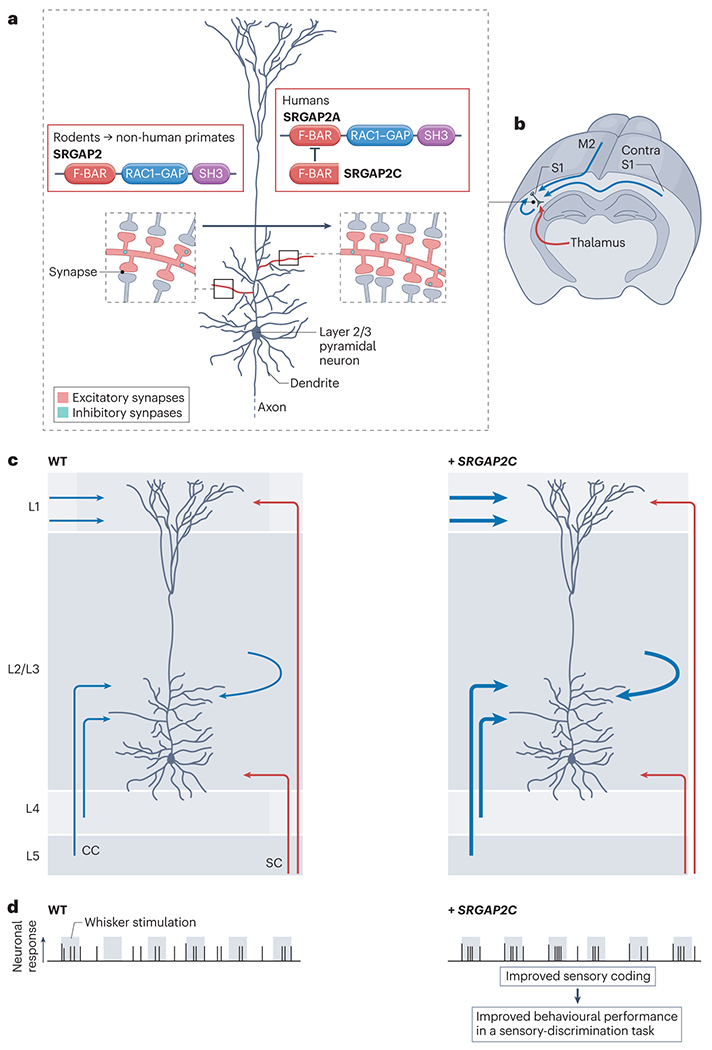 Fig. 4|