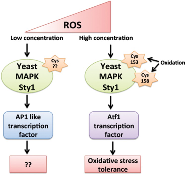 FIGURE 3