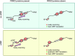 Graphical Abstract