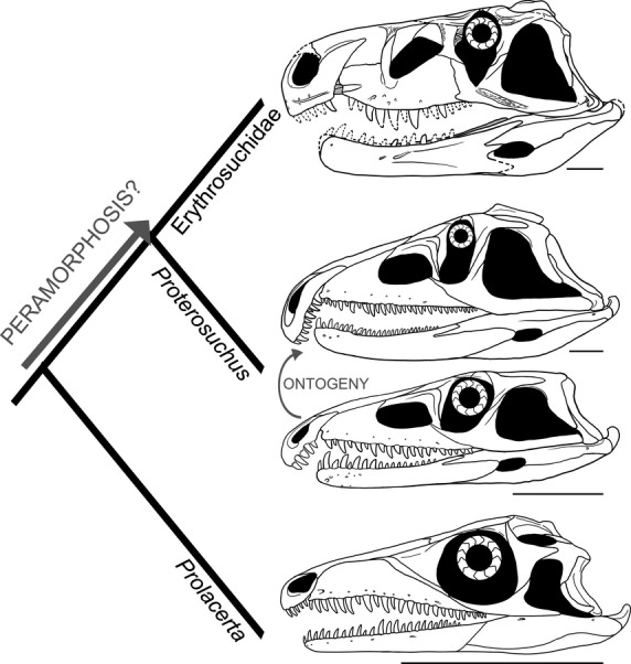 Fig 12