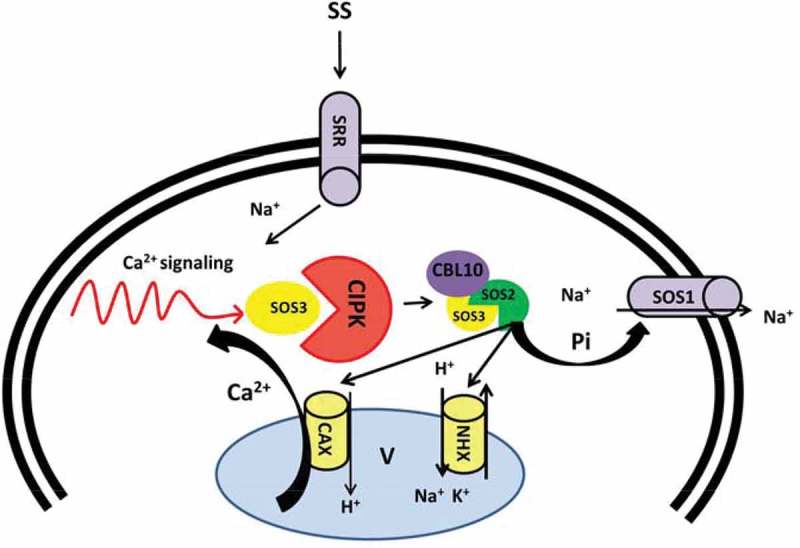 Figure 2.