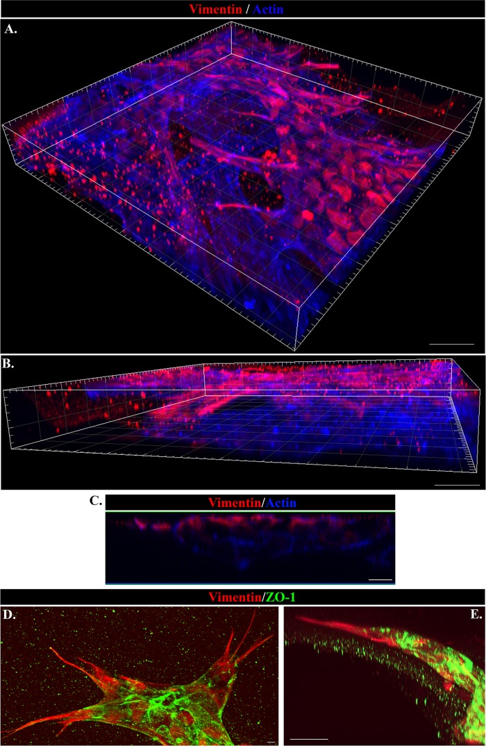 FIGURE 6: