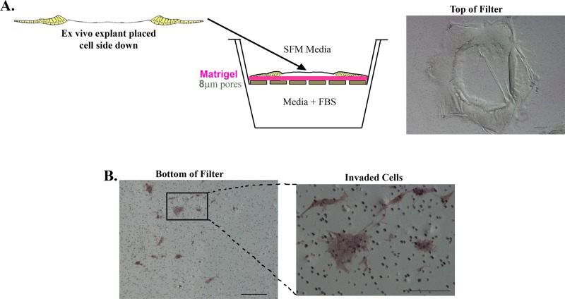 FIGURE 4: