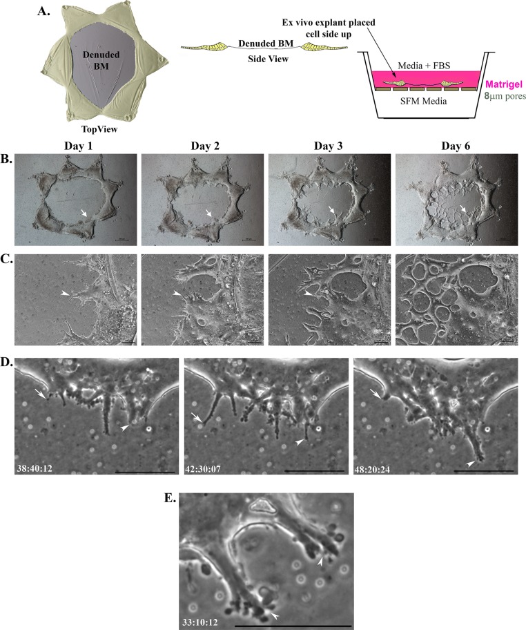 FIGURE 1: