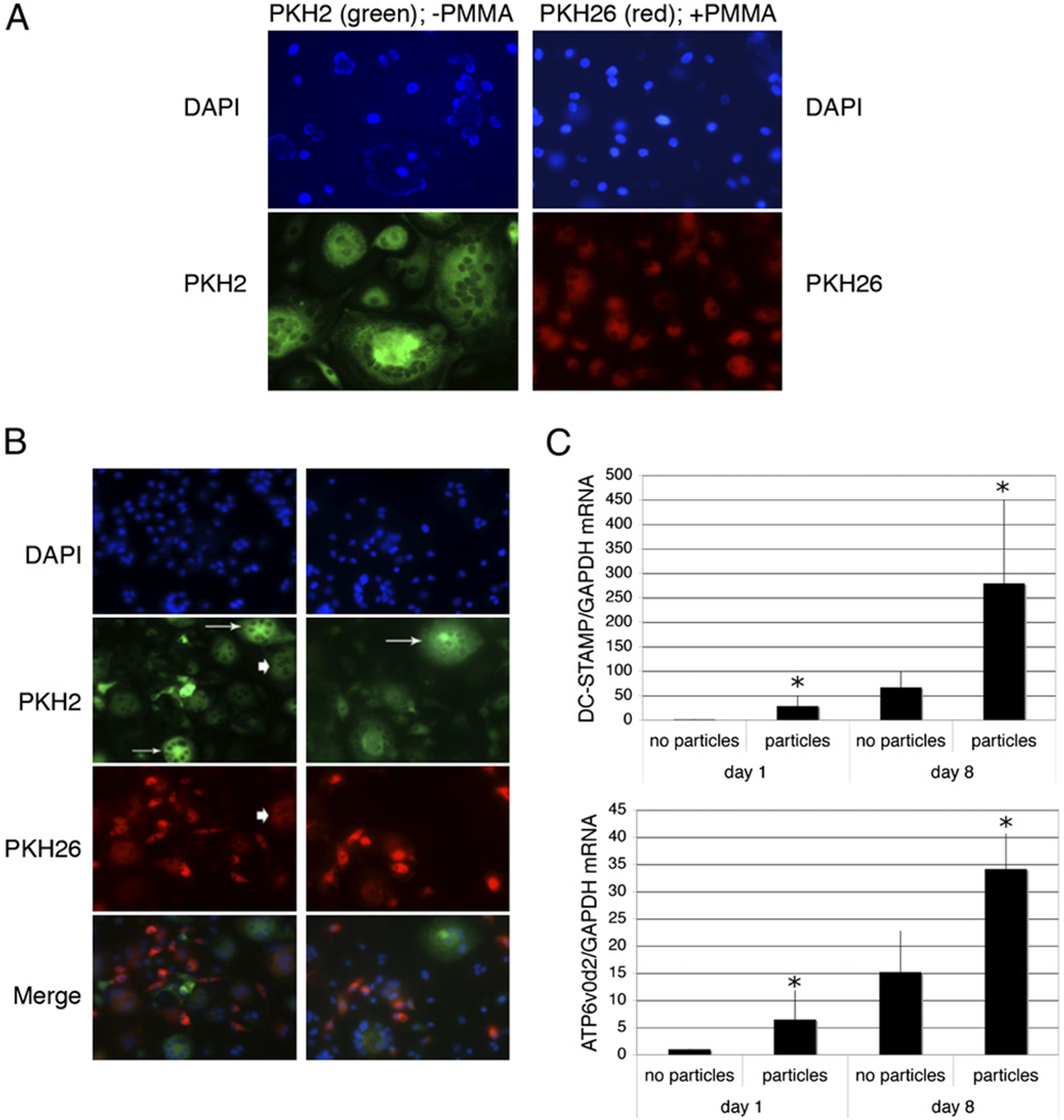 FIGURE 4