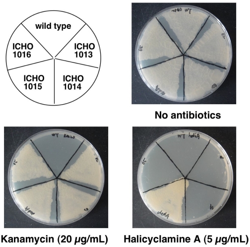 Figure 5