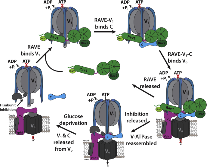 Figure 6