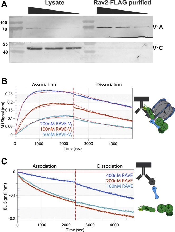 Figure 3