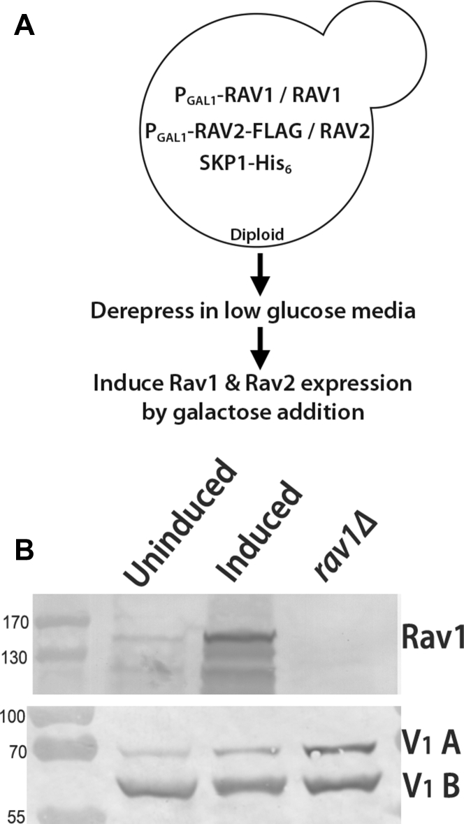 Figure 1