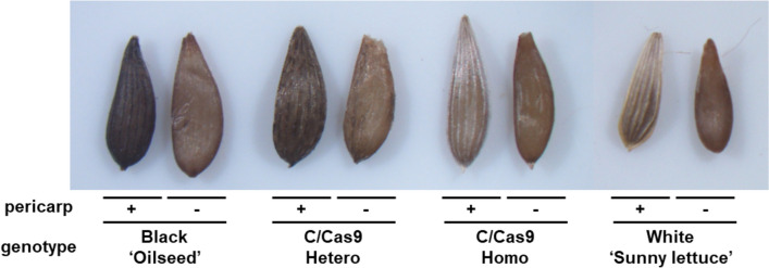 Fig. 5