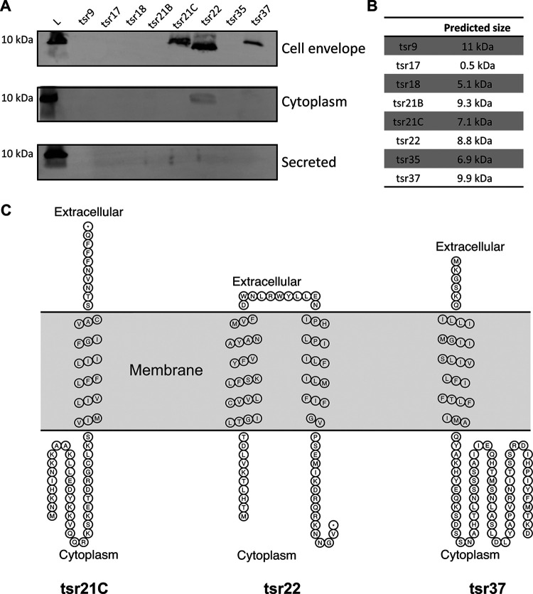 FIG 6