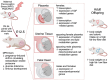 Graphical Abstract
