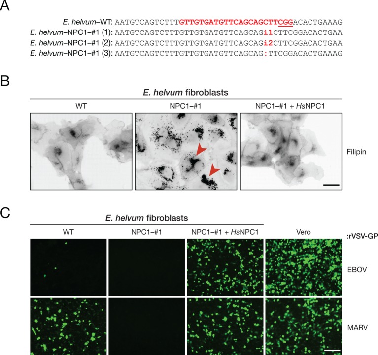 Figure 3.