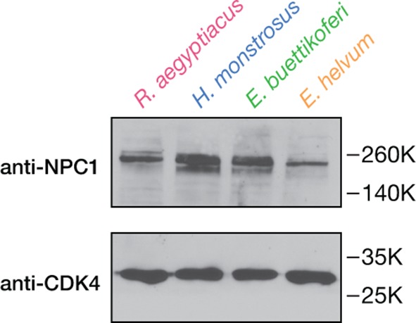 Figure 2—figure supplement 1.