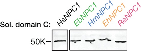 Figure 4—figure supplement 1.