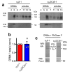Figure 1—figure supplement 3.