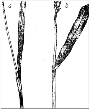 Fig. 17.